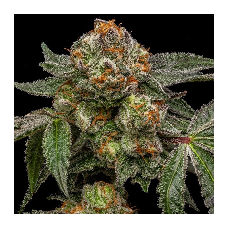 ZAKE · Ripper Seeds · kenevir tohum  · Fem