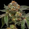 ZAKE · Ripper Seeds · kenevir tohum  · Fem