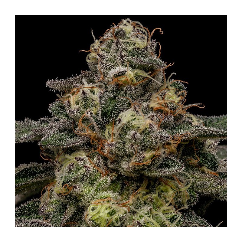 ZOMBIE BRIDE · Ripper Seeds · kenevir tohum  · Fem
