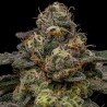 ZOMBIE BRIDE · Ripper Seeds · kenevir tohum  · Fem