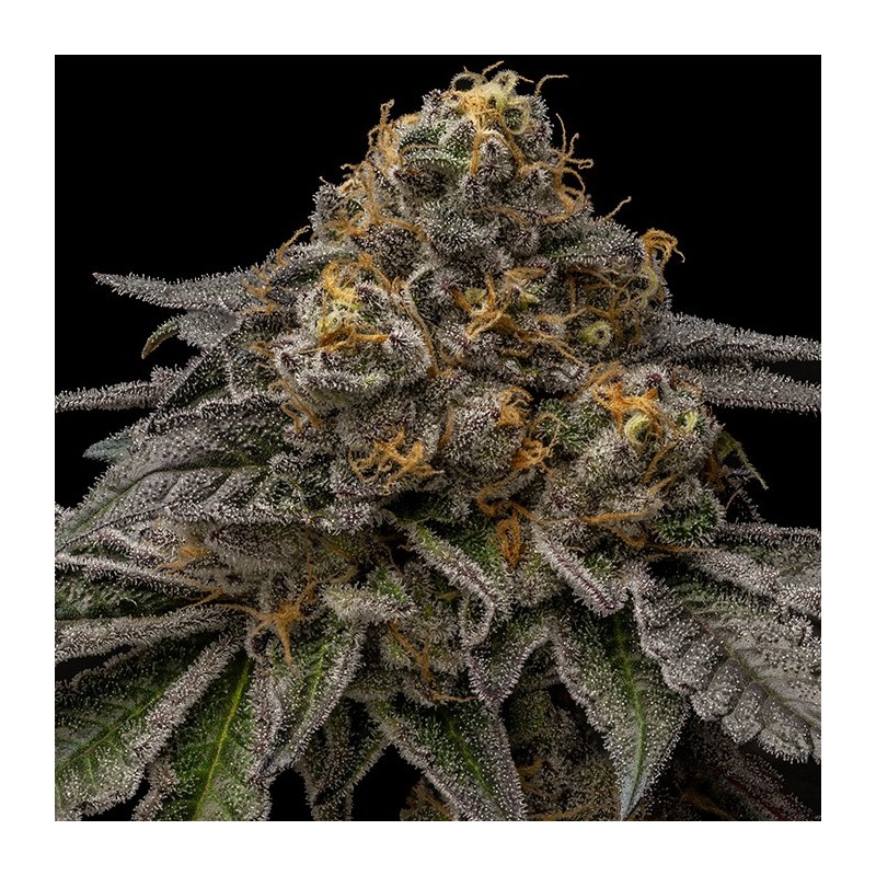 BREAK PAD BREATH · Ripper Seeds · kenevir tohum  · Fem