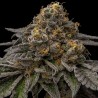 BREAK PAD BREATH · Ripper Seeds · kenevir tohum  · Fem