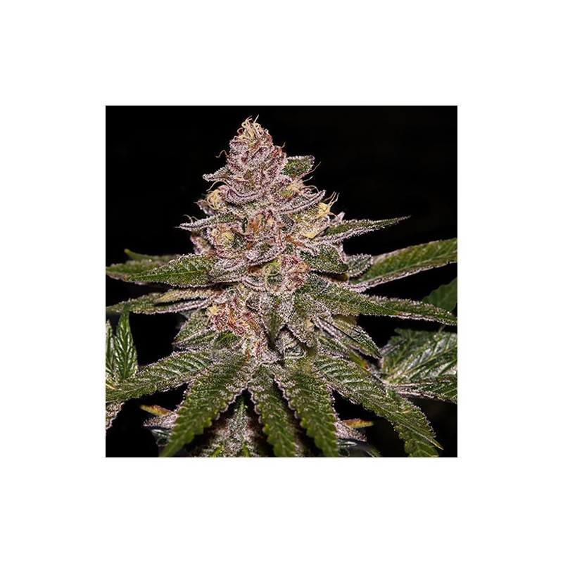 AUTO RADICAL JUICE · Ripper Seeds · kenevir tohum  · AutoFem