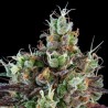 AUTO SOUR RIPPER · Ripper Seeds · cannabis seeds · AutoFem