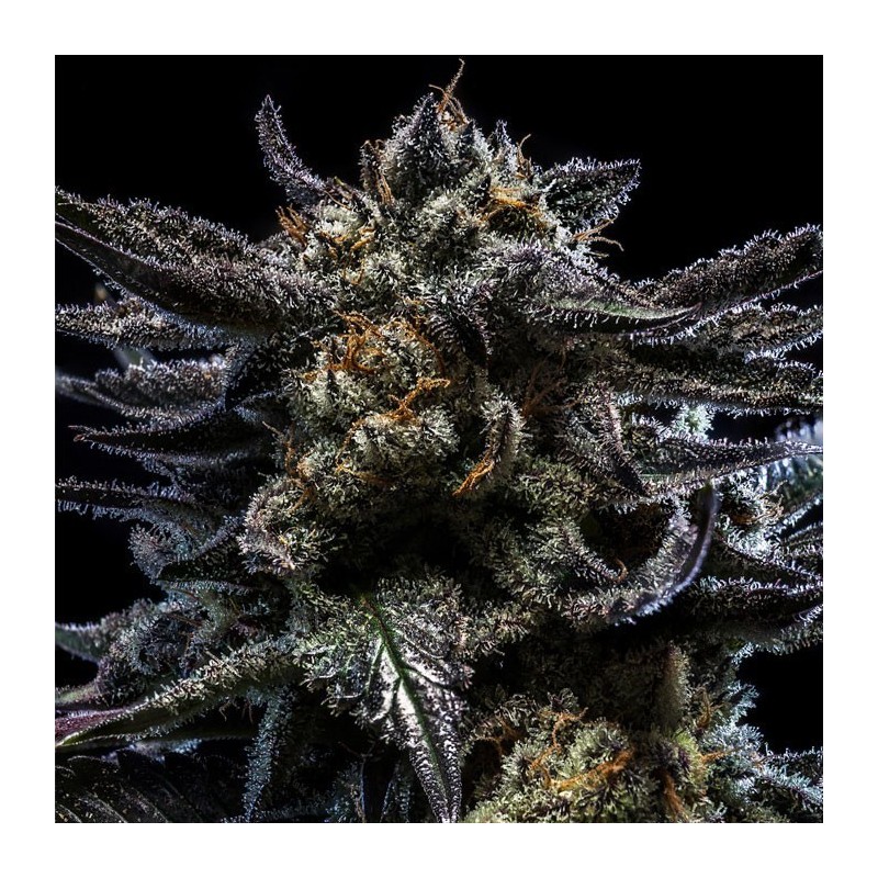 AUTO ZOMBIE KUSH · Ripper Seeds · kenevir tohum · AutoFem