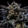 AUTO ZOMBIE KUSH · Ripper Seeds · kenevir tohum  · AutoFem