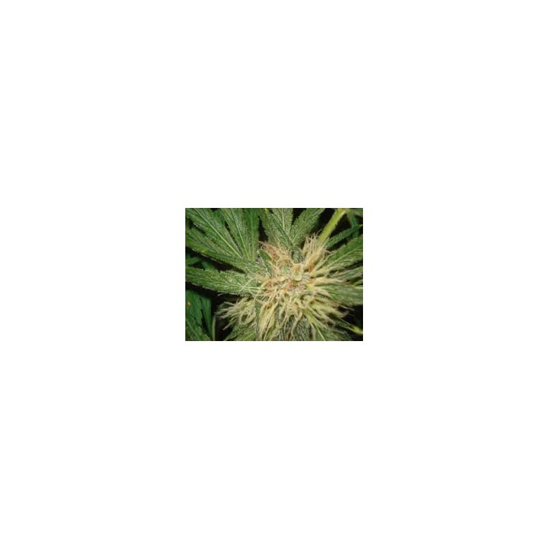 AMNESIAZ · Philosopher Seeds · cannabis seeds · Fem