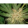 AMNESIAZ · Philosopher Seeds · kenevir tohum · Disi · Fem