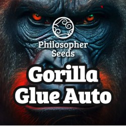 GORILLA GLUE AUTO · Philosopher Seeds · kenevir tohum · Disi · AutoFem