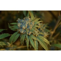 CHERRY PUNCH AUTO · Philosopher Seeds · kenevir tohum · Disi · AutoFem