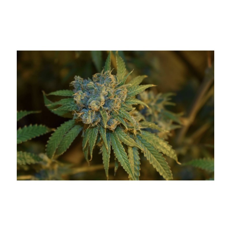 CHERRY PUNCH AUTO · Philosopher Seeds · cannabis seeds · AutoFem