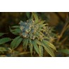 CHERRY PUNCH AUTO · Philosopher Seeds · kenevir tohum · Disi · AutoFem
