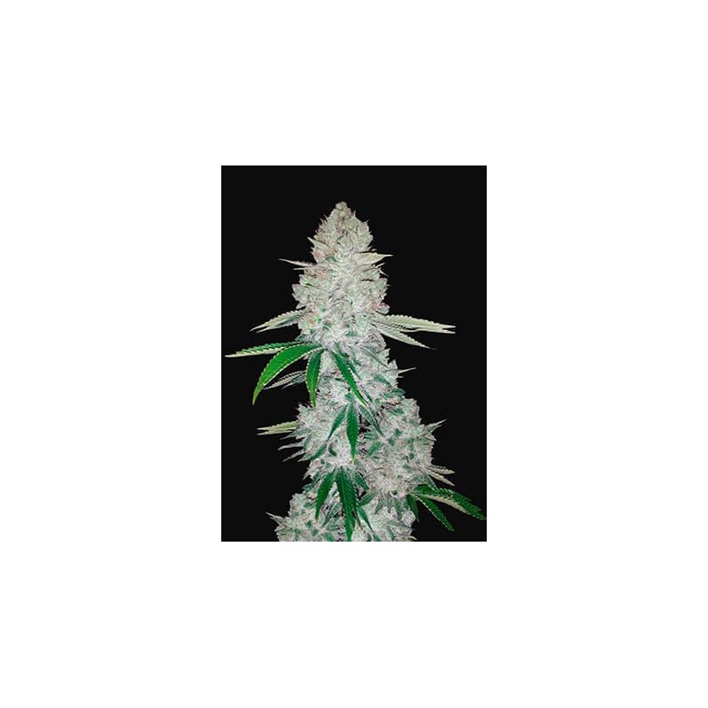 GORILLA GLUE AUTO · Philosopher Seeds · cannabis seeds · AutoFem