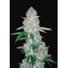 GORILLA GLUE AUTO · Philosopher Seeds · kenevir tohum · Disi · AutoFem