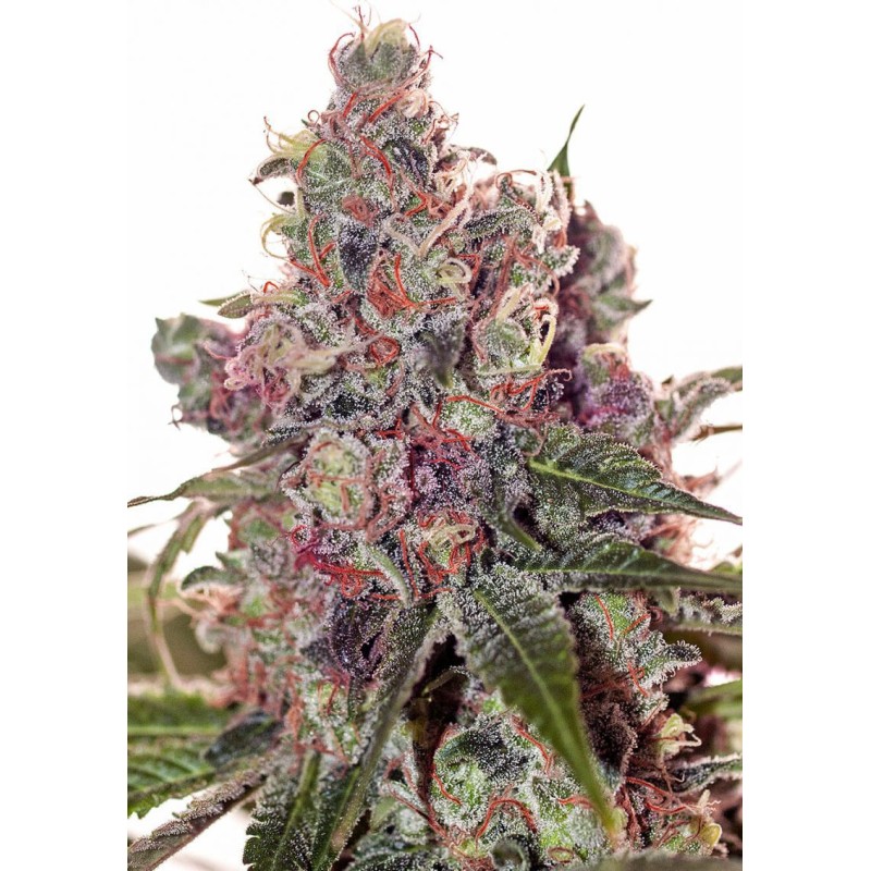 GRAPEFRUIT · Positronics · cannabis seeds · Fem