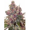 GRAPEFRUIT · Positronics · cannabis seeds · Fem