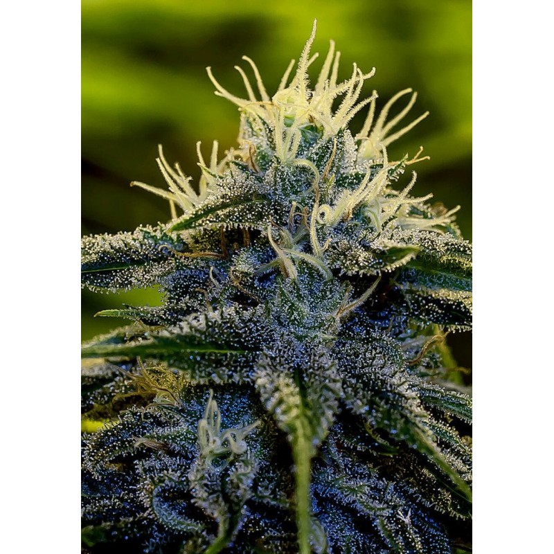 AFGHAN EXPRESS · Positronics · cannabis seeds · AutoFem