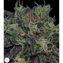 BLACK WIDOW · Positronics · cannabis seeds · Fem