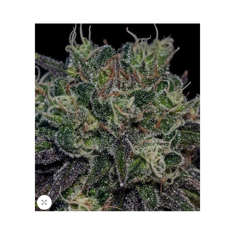 BLACK WIDOW · Positronics · cannabis seeds · Fem