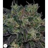 BLACK WIDOW · Positronics · cannabis seeds · Fem