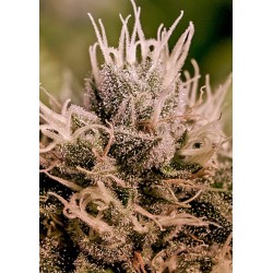 JACK DIESEL EXPRESS AUTO ·...