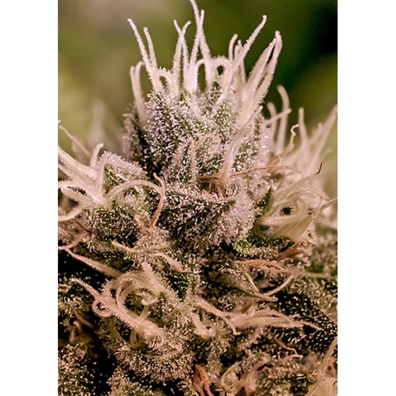 JACK DIESEL EXPRESS AUTO · Positronics · cannabis seeds · AutoFem