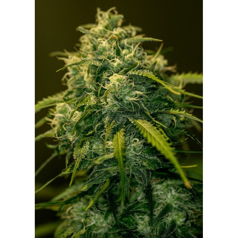 JACK DIESEL CBD · Positronics · kenevir tohum · Disi · Fem