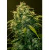 JACK DIESEL CBD · Positronics · kenevir tohum · Disi · Fem