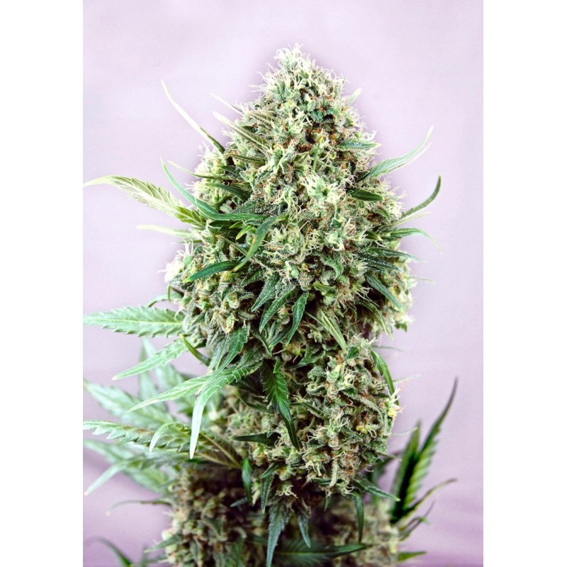 JACK DIESEL · Positronics · cannabis seeds · Fem
