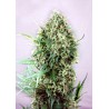 JACK DIESEL · Positronics · cannabis seeds · Fem