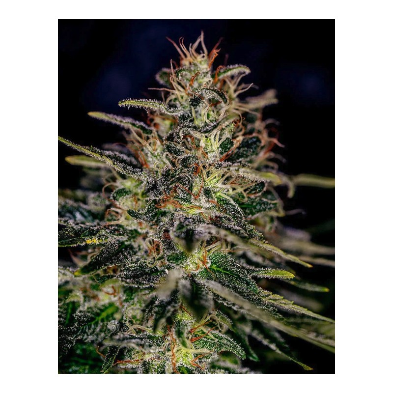 LEMON TRIP · Positronics · cannabis seeds · Fem