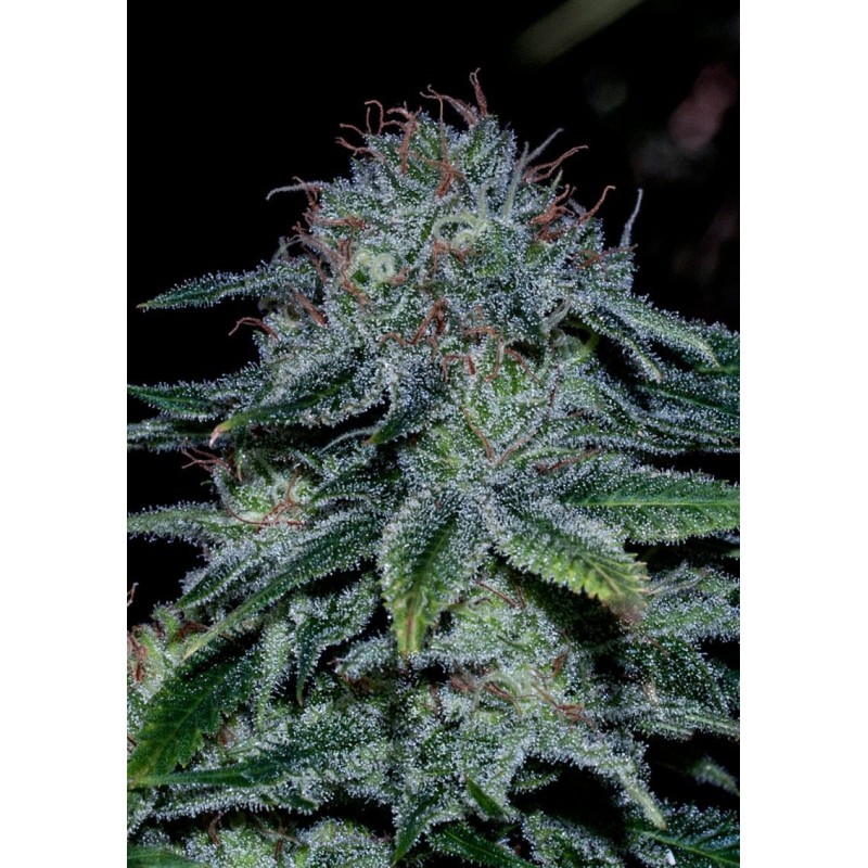 MYSTIC COOKIE · Positronics · cannabis seeds · Fem