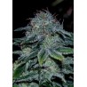 MYSTIC COOKIE ·  Positronics · kenevir tohum · Disi · Fem