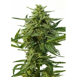 NORTHERN HAZE AUTO ·...