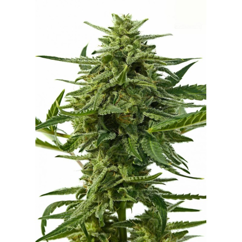 NORTHERN HAZE AUTO · Positronics · cannabis seeds · AutoFem