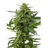NORTHERN HAZE AUTO · Positronics · kenevir tohum · Disi · AutoFem
