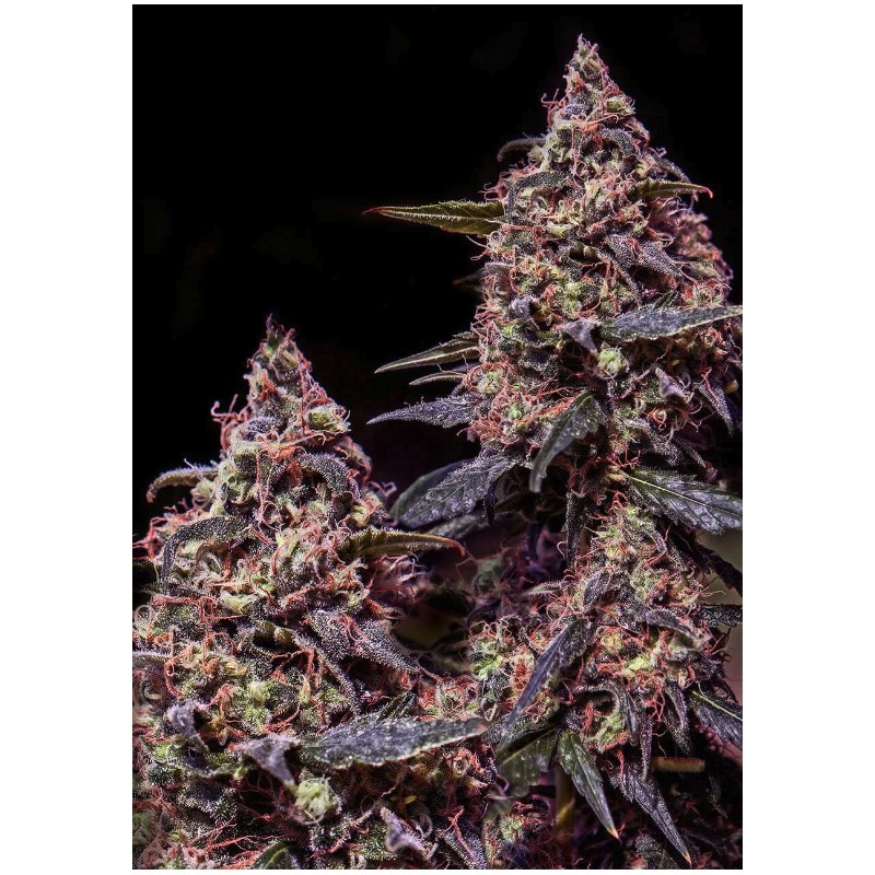 SOMANGO 47 · Positronics · cannabis seeds · Fem