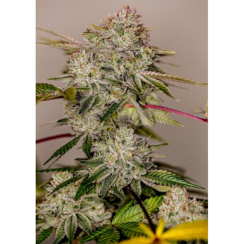 STICKY DREAM · Positronics · cannabis seeds · Fem