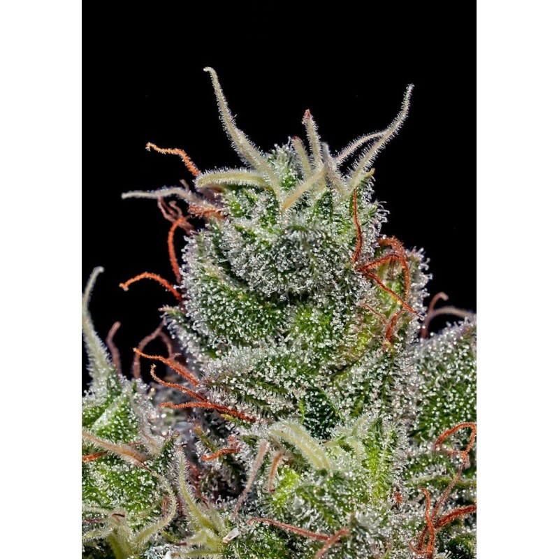 SUPERCHEESE EXPRESS AUTO · Positronics · cannabis seeds · AutoFem