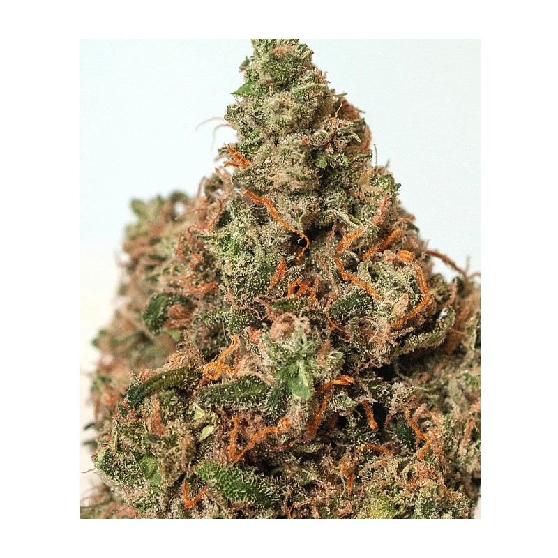 SUPERCHEESE · Positronics · cannabis seeds · Fem