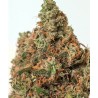 SUPERCHEESE · Positronics · cannabis seeds · Fem