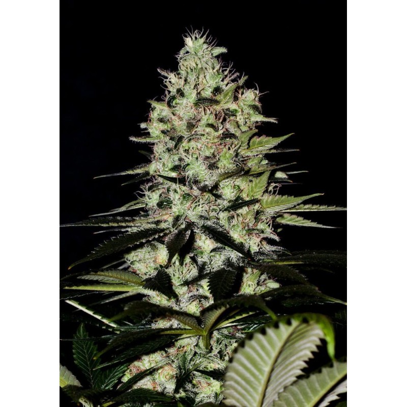 WERNARD EXPRESS · Positronics · cannabis seeds · AutoFem