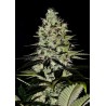 WERNARD EXPRESS · Positronics · cannabis seeds · AutoFem