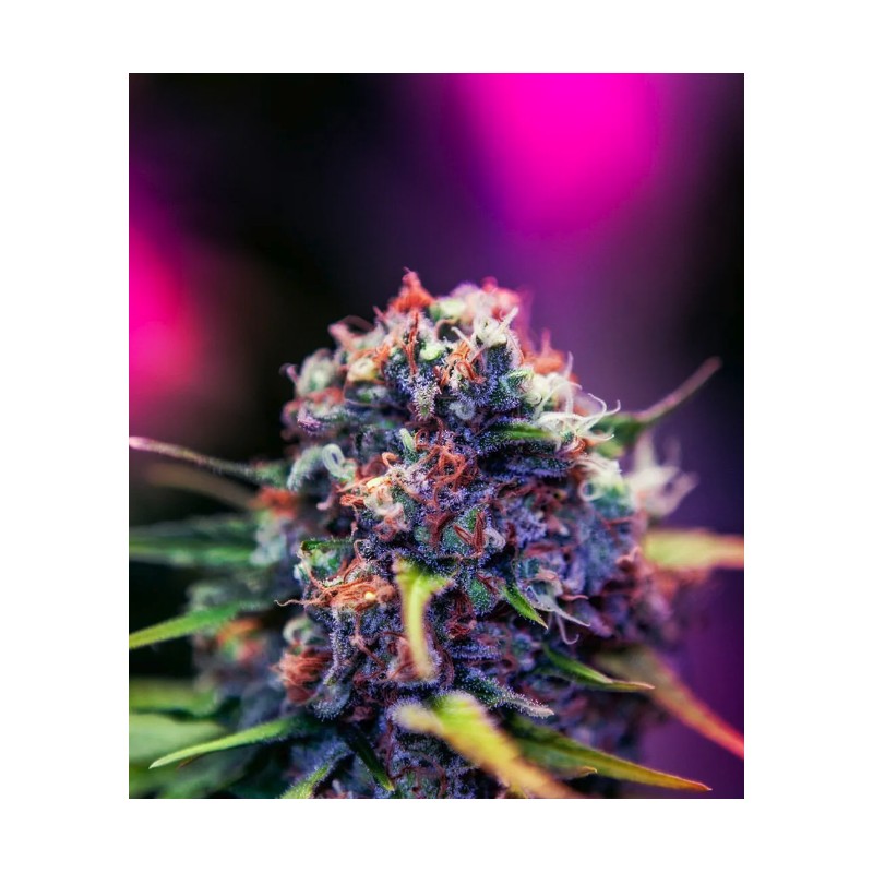 BLACK WIDOW CBD · Positronics · cannabis seeds · Fem