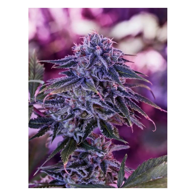 BLUE RHINO · Positronics · cannabis seeds · Fem