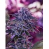 BLUE RHINO · Positronics · cannabis seeds · Fem