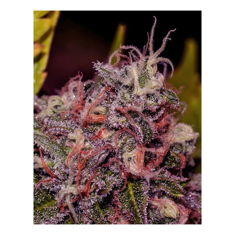 CARAMELICE · Positronics · cannabis seeds · Fem