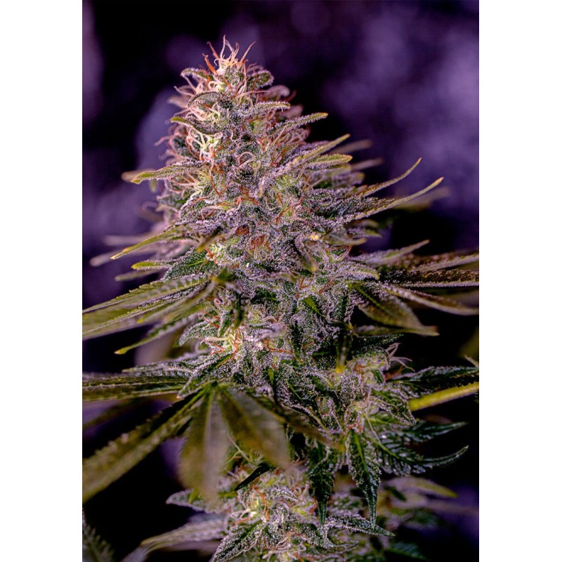 AMERICAN PURPLE · Positronics · kenevir tohum · Disi · Fem