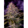 AMERICAN PURPLE · Positronics · kenevir tohum · Disi · Fem