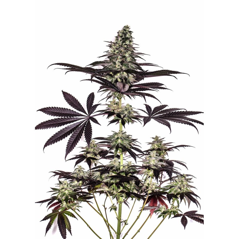 CBD CARAMELICE AUTO · Positronics · kenevir tohum · Disi · AutoFem